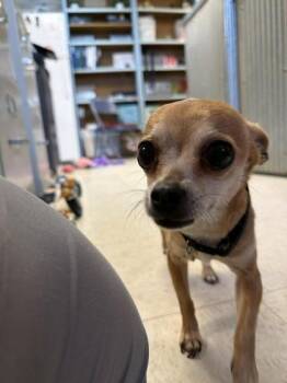 Chihuahua and Mixed Breed Dogs Available for Adoption in Scottsbluff, Nebraska - Cutie Pie | PetCurious