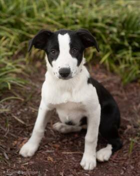 Paige -  Australian Shepherd and Border Collie Dog for Adoption in Southaven, Mississippi - Paige | PetCurious