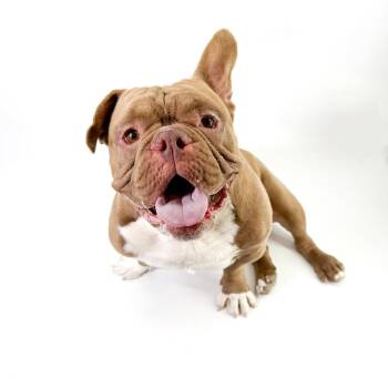 Will -  American Bully Dog for Adoption in Scottsdale, Arizona - Will | PetCurious