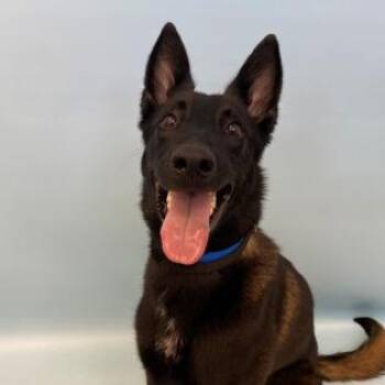 Kodak D12597 -  Belgian Shepherd Malinois and German Shepherd Dog Dog for Adoption - Kodak D12597 | PetCurious