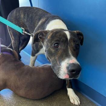 American Bulldog Dogs Available for Adoption - Kimber | PetCurious