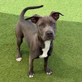 Lolita 1126 -  Pit Bull Terrier Dog for Adoption in Loxahatchee Groves, Florida - Lolita 1126 | PetCurious