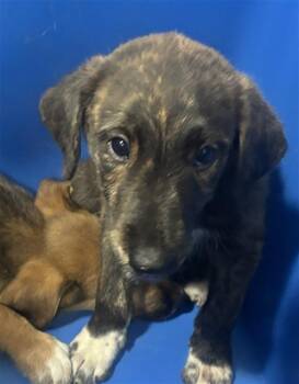 TONY -  Mixed Breed Dog for Adoption in Dallas, Texas - TONY | PetCurious