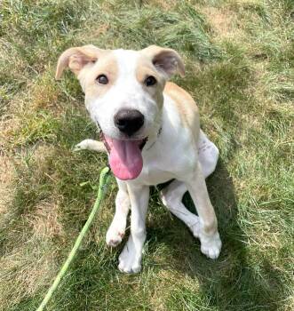 Rescue Retriever Dogs for Adoption in Worcester, Massachusetts - Elliott | PetCurious