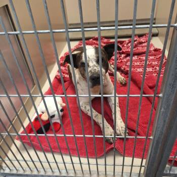 Viking -  Pit Bull Terrier and Mixed Breed Dog for Adoption in Flagstaff, Arizona - Viking | PetCurious