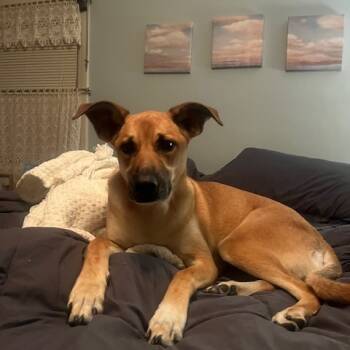 Rescue Shepherd Dogs for Adoption - Raku - FOSTER OR ADOPTER NEEDED | PetCurious