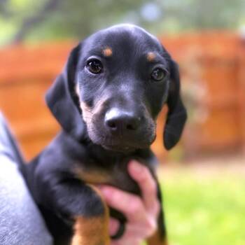Dachshund Dogs Available for Adoption in Boerne, Texas - Hop | PetCurious