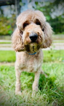 Rescue Standard Poodle and Golden Retriever Dogs for Adoption in Pacolet, South Carolina - Trooper Dec 24 | PetCurious