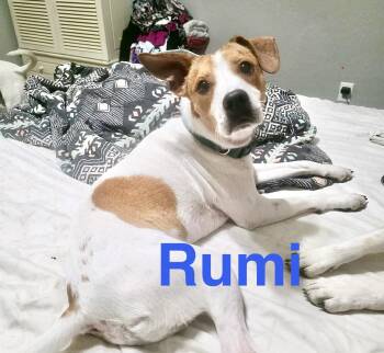 Beagle Dogs Available for Adoption - Rumi | PetCurious