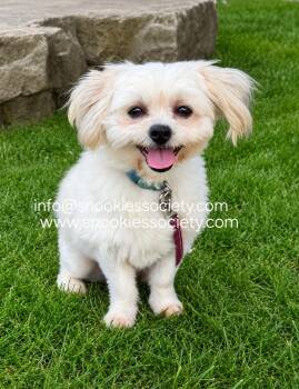 Peanut -  Malshi Dog for Adoption in Toronto, Ontario - Peanut | PetCurious