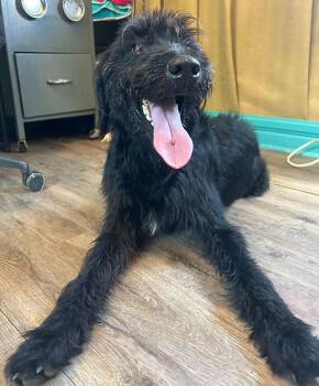 Poodle and Labrador Retriever Dogs Available for Adoption in Pacolet, South Carolina - Meatball Mar 26 | PetCurious