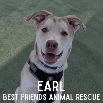 Earl -  Husky and Golden Retriever Dog for Adoption in Wasilla, Alaska - Earl | PetCurious
