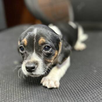 Beagle Dogs Available for Adoption in Columbia, South Carolina - Original Chicken Sandwich | PetCurious