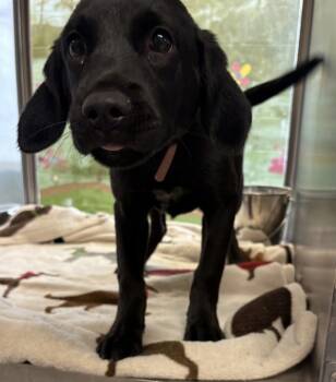Rescue Labrador Retriever Dogs for Adoption in Lawrenceville, Georgia - Pen 232 Simone | PetCurious