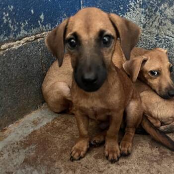 Frank -  Dachshund and Mixed Breed Dog for Adoption in Edinburg, Texas - Frank | PetCurious