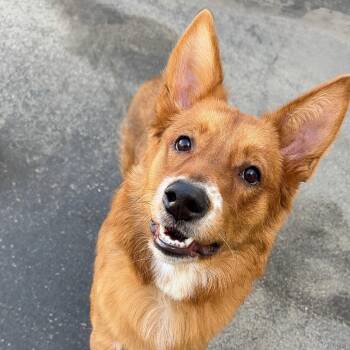 Mixed Breed Dogs Available for Adoption - Jaycee A2253417 | PetCurious