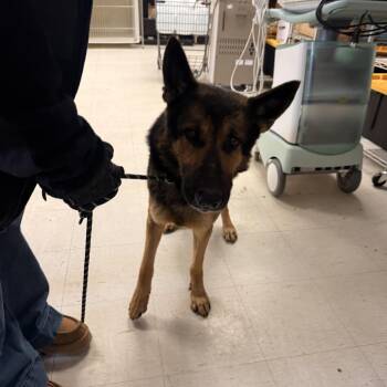 German Shepherd Dog Dogs Available for Adoption - Rhino | PetCurious