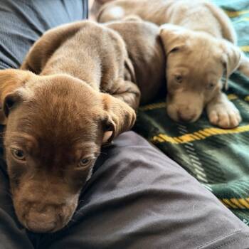 Labrador Retriever Dogs Available for Adoption in Fairfax Station, Virginia - Charlie | PetCurious
