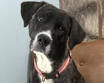 Hound Dogs Available for Adoption in Andover, Massachusetts - Holly  | PetCurious