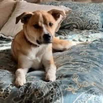 Rescue Husky Dogs for Adoption in Topeka, Kansas - Hank | PetCurious