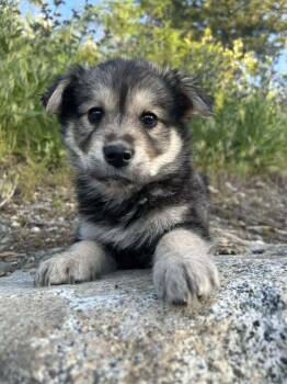 Boston Cream -  Shepherd Dog for Adoption in Spokane, Washington - Boston Cream | PetCurious