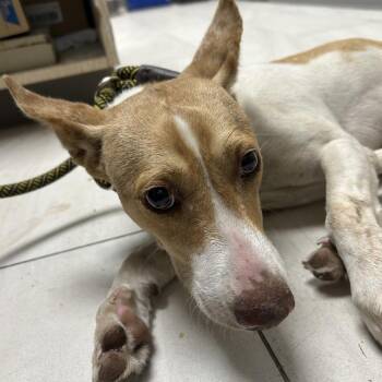 Rat Terrier Dogs Available for Adoption in Lufkin, Texas - Moff | PetCurious