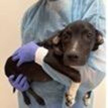 Moe -  Labrador Retriever and Mixed Breed Dog for Adoption in Tampa, Florida - Moe | PetCurious