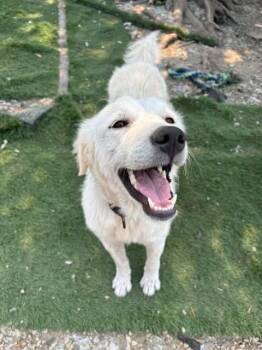 Strawberry Shortcake -  Retriever and Great Pyrenees Dog for Adoption in Orland Park, Illinois - Strawberry Shortcake | PetCurious