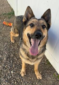 Daisy -  German Shepherd Dog and Mixed Breed Dog for Adoption in Yankton, South Dakota - Daisy | PetCurious