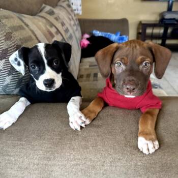 Happy -  Pit Bull Terrier Dog for Adoption in Los Angeles, California - Happy | PetCurious