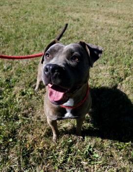 Rescue Mixed Breed Dogs for Adoption in St. Joseph, Michigan - Annette | PetCurious