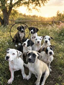 Pepper -  Dogo Argentino and Mastiff Dog for Adoption in Brownstown, Indiana - Pepper | PetCurious