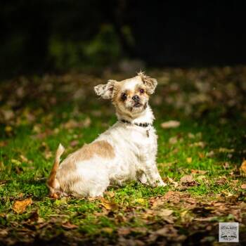 Rescue Shih Tzu and Brussels Griffon Dogs for Adoption in Fort Montgomery, New York - Piper | PetCurious