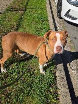 Mink -  Hound and American Staffordshire Terrier Dog for Adoption in Trenton, New Jersey - Mink | PetCurious