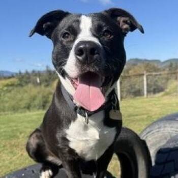 Levi -  Mixed Breed Dog for Adoption in Roseburg, Oregon - Levi | PetCurious