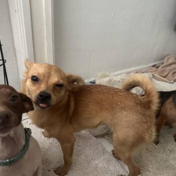 Sunny -  Chihuahua and Pomeranian Dog for Adoption in Poinciana, Florida - Sunny | PetCurious