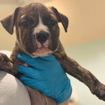 Waylon -  Hound and Mixed Breed Dog for Adoption in Pinellas Park, Florida - Waylon | PetCurious