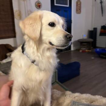 Daisy -  Golden Retriever Dog for Adoption in Harrisonburg, Virginia - Daisy | PetCurious