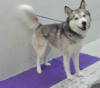 Siberian Husky and Mixed Breed Dogs Available for Adoption in Houston, Texas - IGOR | PetCurious