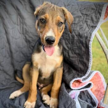 Grumpy -  Mixed Breed Dog for Adoption in Monticello, Iowa - Grumpy | PetCurious
