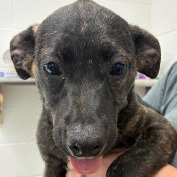 Magnolia -  Terrier and Mixed Breed Dog for Adoption in Corpus Christi, Texas - Magnolia | PetCurious