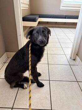 Mixed Breed Dogs Available for Adoption in Watertown, Wisconsin - Nesta | PetCurious