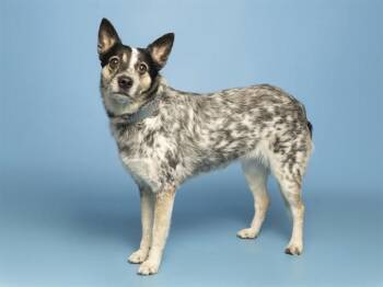 RORY -  Australian Cattle Dog Blue Heeler Dog for Adoption in Phoenix, Arizona - RORY | PetCurious