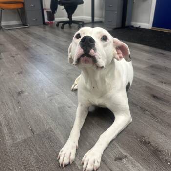 Rescue Pit Bull Terrier Dogs for Adoption in Trenton, New Jersey - Gumbo | PetCurious