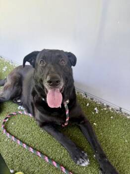 Kenobi (in Foster) -  Great Dane and Labrador Retriever Dog for Adoption in Fishers, Indiana - Kenobi (in Foster) | PetCurious