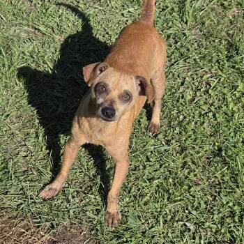 Rebel -  Chihuahua Dog for Adoption - Rebel | PetCurious