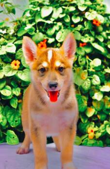 Denali -  Husky and Golden Retriever Dog for Adoption in San Diego, California - Denali | PetCurious