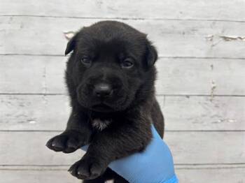 A597724 -  Australian Cattle Dog Blue Heeler Dog for Adoption in San Bernardino, California - A597724 | PetCurious