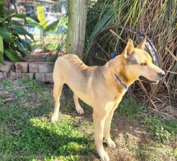 Rescue Shepherd Dogs for Adoption in Manhasset, New York - Conrad | PetCurious