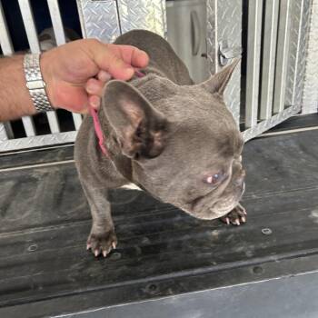 SHP/DMV area Stray #2 -  French Bulldog Dog for Adoption in Roxboro, North Carolina - SHP/DMV Area Stray #2 | PetCurious